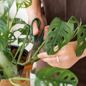 Exotic Plant Maintenance Consultation